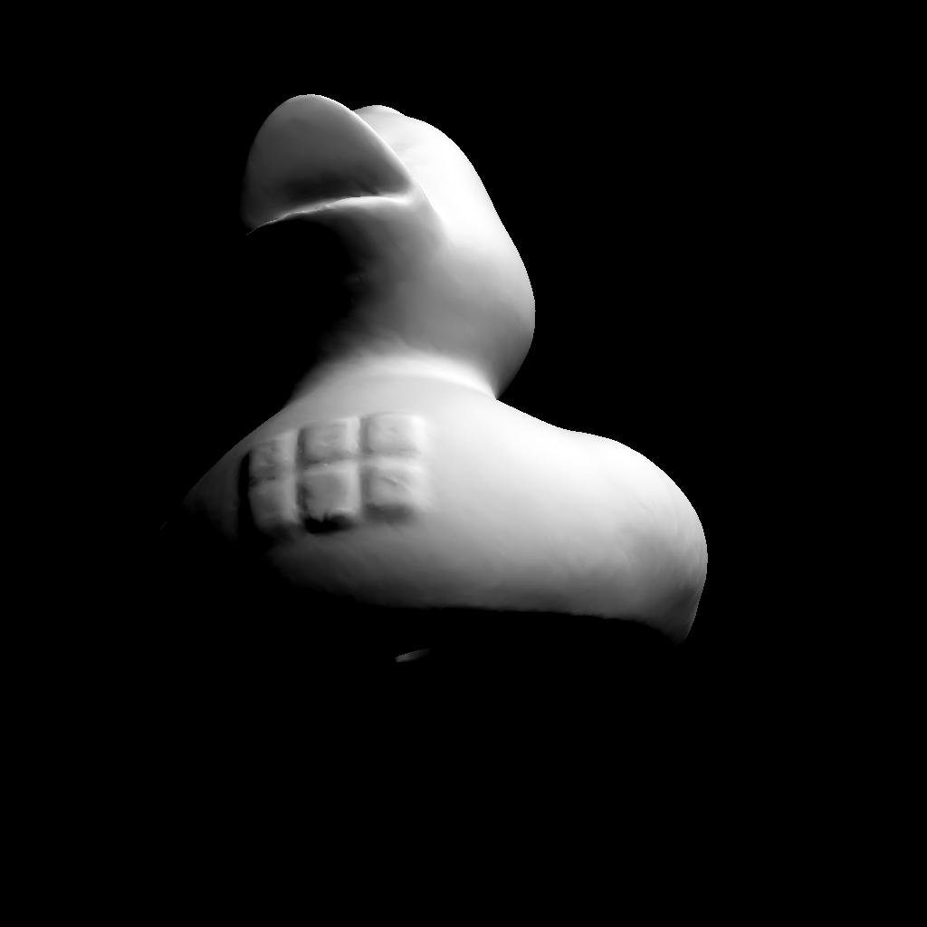duck_11