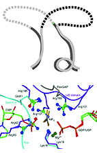 From Protein Structure to Function via Computational Tools and Approaches Image