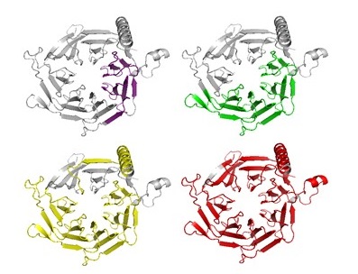 Complex Evolutionary Footprints Revealed in an Analysis of Reused Protein Segments of Diverse Lengths Image