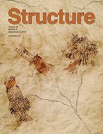 Evolutionary pathways of repeat protein topology in bacterial outer membrane proteins Image
