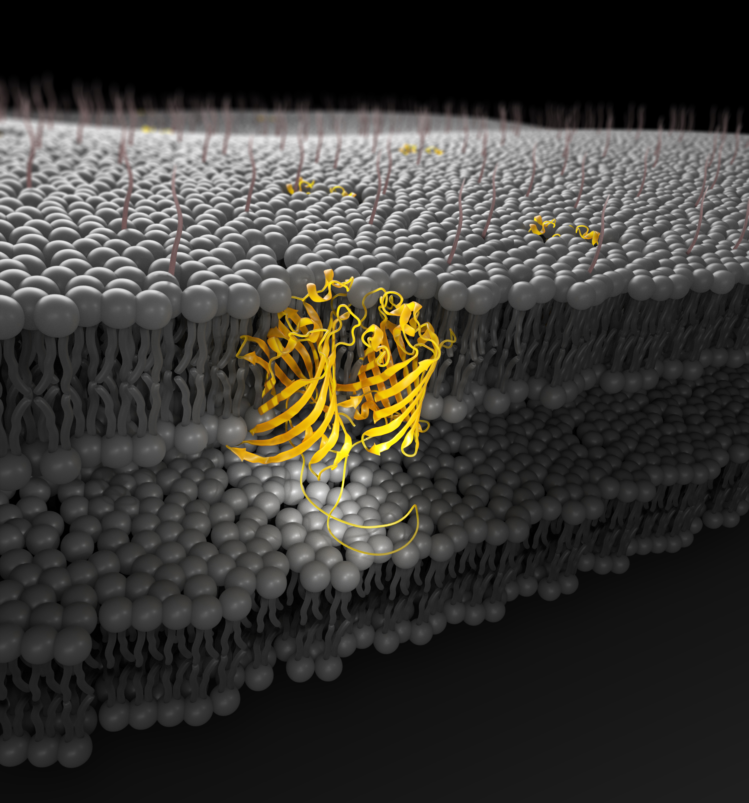 Gram-negative outer-membrane proteins with beta-barrel domains Image
