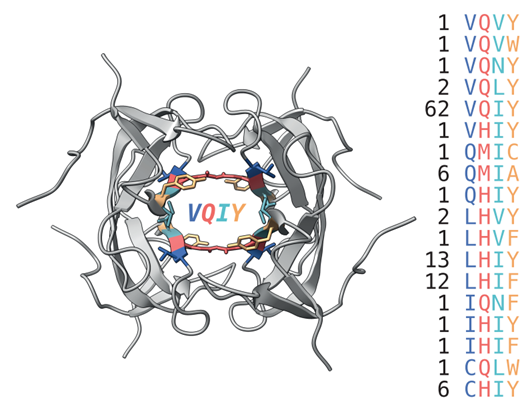 From binding to catalysis: emergence of a rudimentary enzyme conferring intrinsic antibiotic resistance Image
