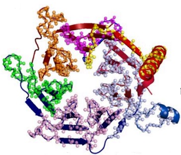 Reused protein segments linked to functional dynamics Image