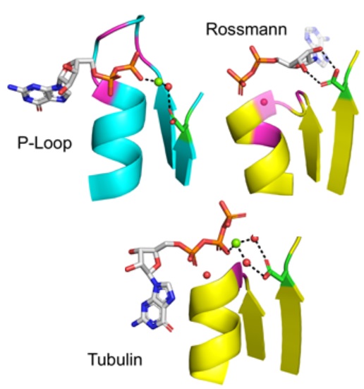 On the emergence of P-Loop NTPase and Rossmann enzymes from a Beta-Alpha-Beta ancestral fragment Image