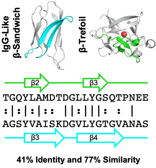 Evidence for the emergence of beta-trefoils by 'peptide budding' from an IgG-like beta-sandwich Image